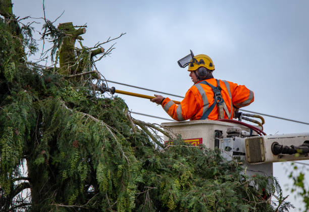 How Our Tree Care Process Works  in  Klamath Falls, OR